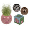 Vasetto animali della fattoria con erba che cresce display 12 pz 3 ass.ti
