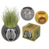 Vasetto animali della savana con erba che cresce display 12 pz 3 ass.ti